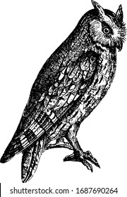 Scops Eared Owl is diminutive in size not exceeding that of the thrush, vintage line drawing or engraving illustration.