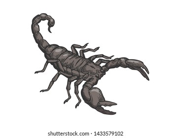 Scorpio animal color sketch engraving vector illustration. Scratch board style imitation. Black and white hand drawn image.