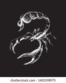 Scorpio with a big sting and claws. White on a black background. T-shirt or outerwear design. - Vector graphics