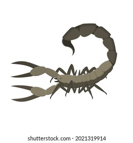 Scorpio. Scorpion insect, vector illustration