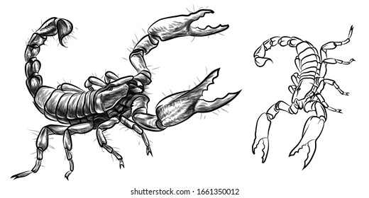 Scorpio. Sketch, drawn, black-and-white image of a Scorpion on a white background.