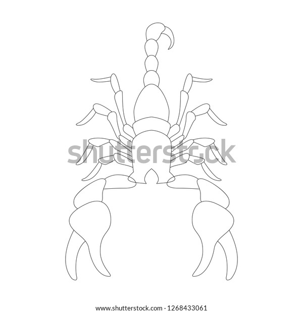 Scorpio Vector Illustration Lining Draw Front Stock Vector (Royalty ...