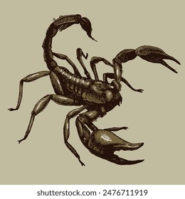 Scorpio, zodiac sign or animal. Hand-drawn vector illustration for your natural design.