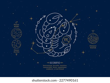 Scorpio zodiac sign with description of personal features. Astrology horoscope card with zodiac constellation on dark blue sky thin line vector illustration