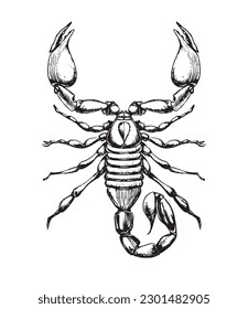 Signo de zodiaco escorpión, boceto de tinta, tatuaje de línea, símbolo animal salvaje peligroso, dibujo a mano aislado en fondo blanco. Ilustración vectorial.