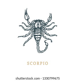 Scorpio zodiac symbol, hand drawn in engraving style. Vector retro graphic illustration of astrological sign Scorpion.