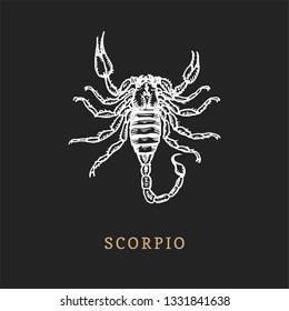 Scorpio zodiac symbol, hand drawn in engraving style. Vector graphic retro illustration of astrological sign Scorpion.