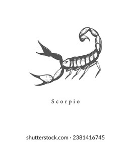 Scorpio zodiac symbol, hand drawn in engraving style. Vector retro illustration of astrological sign Scorpio.