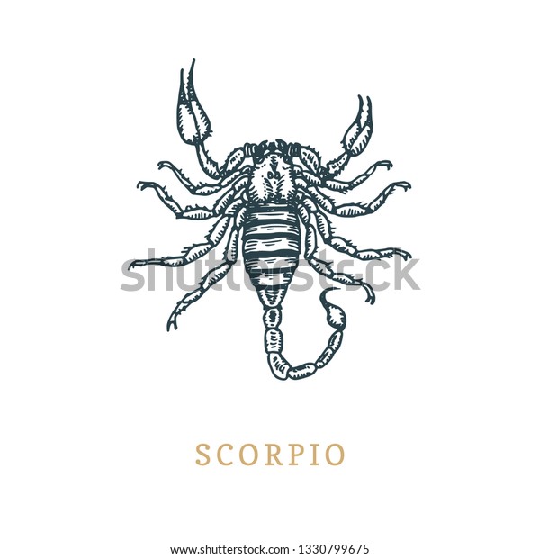 Scorpio zodiac symbol, hand drawn in engraving style. Vector retro graphic illustration of astrological sign Scorpion.