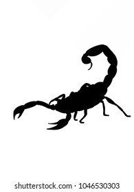 scorpion cartoon illustration shadow