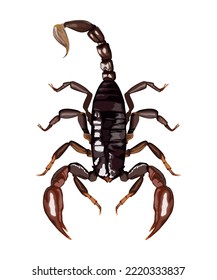 scorpion dangerous insect animal icon