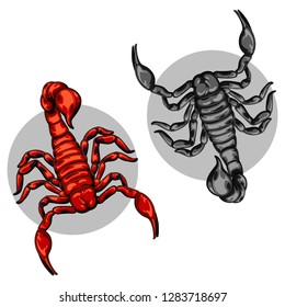 scorpion for decoration set. scorpion logo