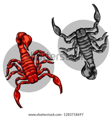 scorpion for decoration set. scorpion logo