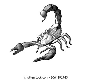 Scorpion engraving drawing in monochrome isolated on white background