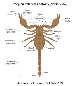 Anatomía externa de escorpión (vista dorsal)