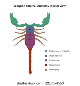 Scorpion External Anatomy (dorsal view)
