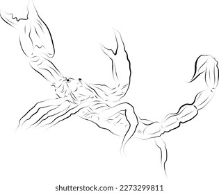 Scorpion facing up line art