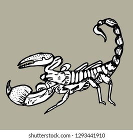 scorpion graphic design vector art
