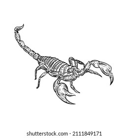 Scorpion hand drawing sketch. linear terrestrial arachnid. Vector illustration