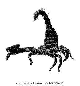 vector de dibujo de mano escorpión aislado en fondo blanco.