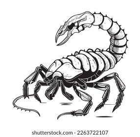 Scorpion hand drawn engraving