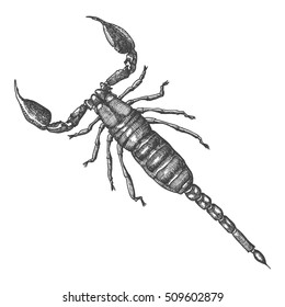 Scorpion hand drawn, isolated on white. Drawing sketch of the black scorpion. Halloween, folklore black magic attribute. Vector.