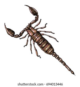 Scorpion hand drawn, isolated on white. Drawing sketch of scorpion. Halloween, folklore black magic attribute. Vector.