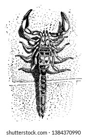 Scorpion has eight legs. They have pair of grasping pedipals & narrow tail. Scorpion stings are painful but are usually harmless to humans. Scorpions did not occur naturally in Great Britain, Japan,