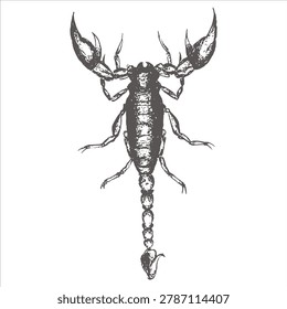 Scorpion illustration facing forward with scorpion illustration arachnid creature silhouette