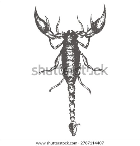 Scorpion illustration facing forward with scorpion illustration arachnid creature silhouette