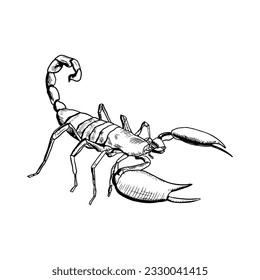 Scorpion illustration. Vector sketch. Isolated object on a white background. Hand-drawn style.