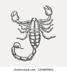 Scorpion isolated on white background. Hand drawn sketch in vintage engraving style. Vector illustration of Arachnid. Water Zodiac Sign. Tattoo of a poisonous spider