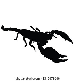 Scorpion isolated on a white background.  - Vector