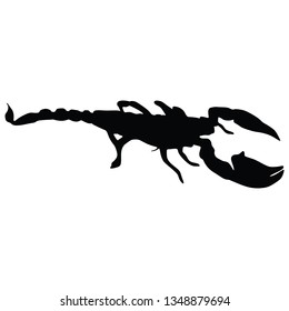 Scorpion isolated on a white background.  - Vector