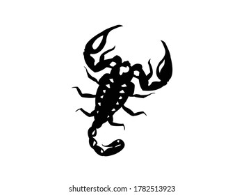 scorpion isolated on white background.