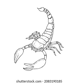 A scorpion isolated on a white background. Hand-drawn. Vector