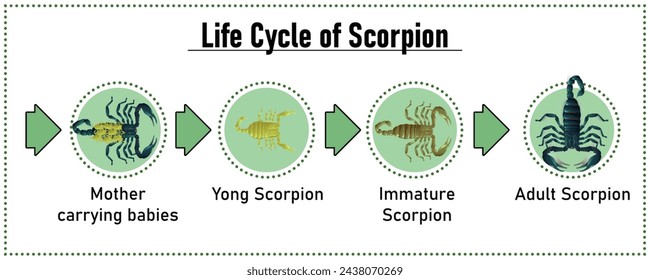 Scorpion Life Cycle object vector on white background.Isolated.for graphic design,education,science,agriculture and artwork.