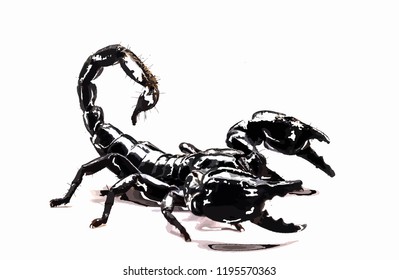 Scorpion on white background, Poisonous animals