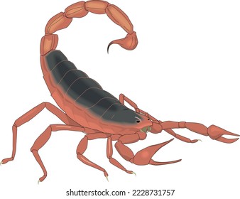 Scorpion Ready to Sting Vector Illustration