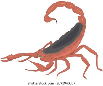Escorpión animal de insectos rojos en posición de ataque vector aislado en blanco