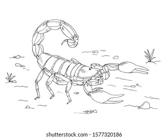 Scorpion, Scorpio in wild life 