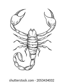 Scorpion sketch vector illustration. Black outline transparent background