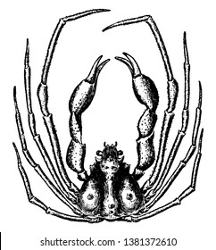 Scorpion Spider Crab with long slender legs and comparatively small triangular body, vintage line drawing or engraving illustration.