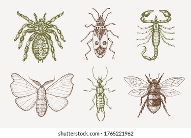 Scorpion and spider. Insects bugs beetles and bees many species in vintage old hand drawn style engraved illustration woodcut.