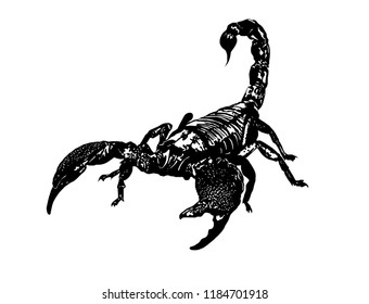 scorpion spider invertebrates