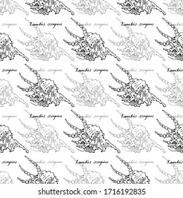 Scorpion Spider Сonch. Seamless pattern of  Lambis Scorpius and calligraphy. Hand-drawn monochrome collection of seashells. Vector illustration on a white background.