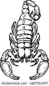 A scorpion as symbol for Scorpio which is the eighth sign of the zodiac. Hand drawn vector illustration. 