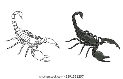 Scorpion vector coloring page image. Scorpion Vector. Scorpion Sketch
