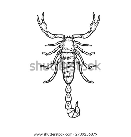 Scorpion vector engraving style. Hand drawn monochrome sketch illustration of a dangerous insect. Scorpio zodiac sign black white drawing for tattoo, t-shirt print or biological education design.