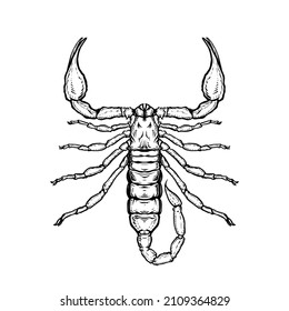 Scorpion. Vector illustration in cartoon style on a white background.